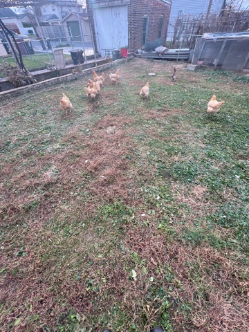 amazing laying chickens for sale!
