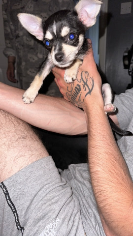 Chihuahua – 4 month old tri tan smooth colour chihuahua