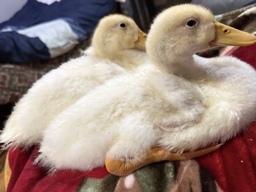 Duck – Friendly Ducklings for Sale – 5 Weeks and 4 Days Old – Birmingham