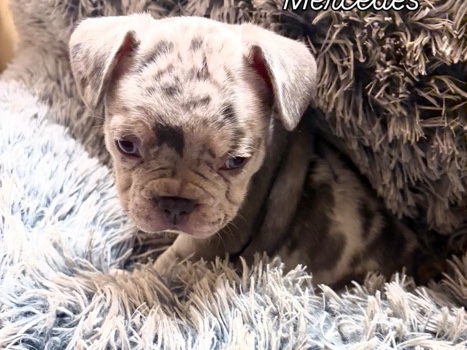 French Bulldog – Wellington Frenchies LLC(Mercedes) – Wellington