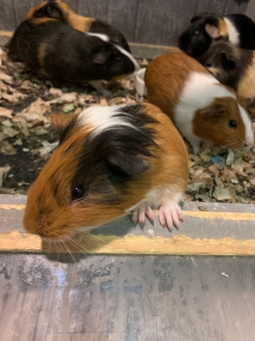 guinea pig – Guinea pigs