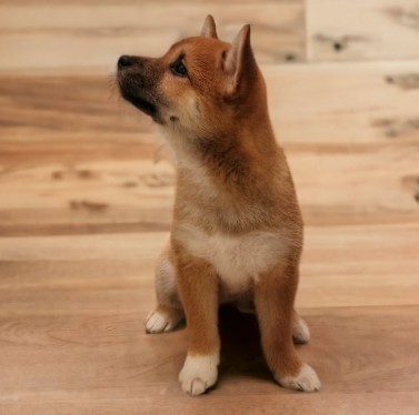 Shiba Inu – Kira (CKC)