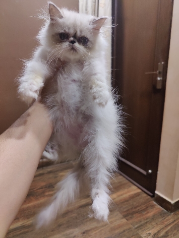Persian (Modern) – pure persian female kitten