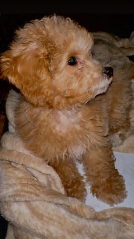 Poodle – Puppy for sale