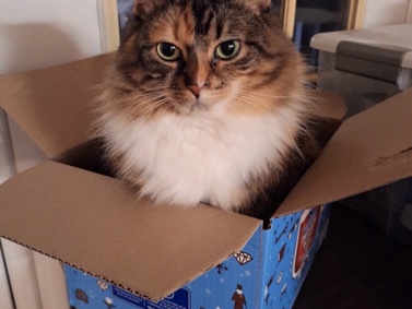 Friendly 3-Year-Old Adult Cat – Vaccinated and House Trained – Dallas