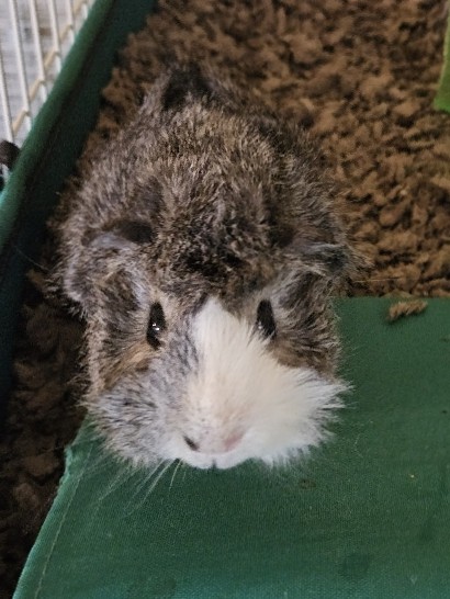 Two Guinea pigs(together)
