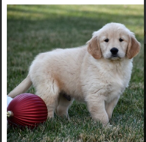 Lhasa Apso – Priyanka Ready For A New Home.
