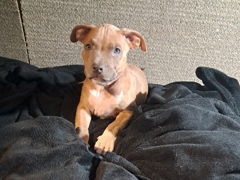 American Pit Bull Terrier – pit puppies – Mesa