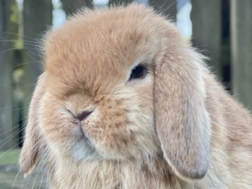 Holland Lop – Baby Holland Lop Rabbits – Johns Creek