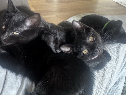 All - 5 Schwarze Kitten available for adoption in Bedburg