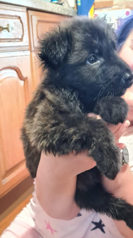 German Shepherd – Gorgeous German shepherd cross staffy pups