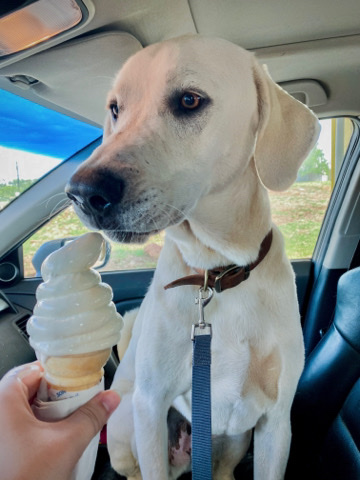 Catahoula Cur – Prince: a good, big boy