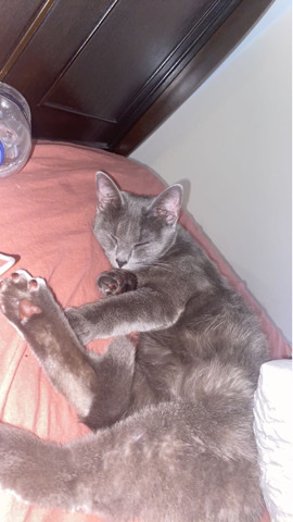 Rehome for sweet kitty