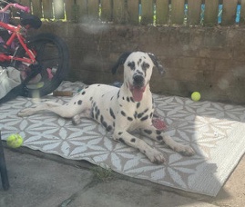 Dalmatian – Dalmation puppy 6 months old for sale now