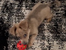 Mixed Breed – Chocolate – Moreno Valley