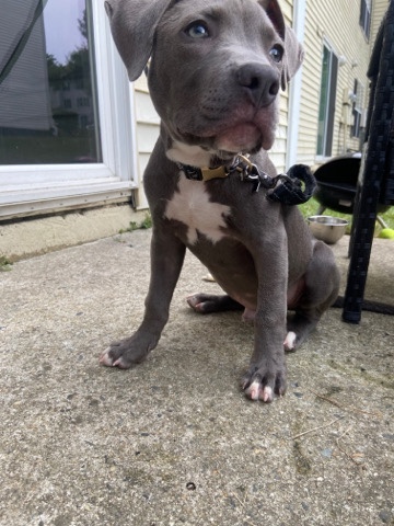 American Pit Bull Terrier – male pitbull puppy
