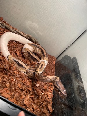 Rare ball python