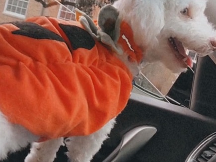 Poodle – Bentley needs a new home – Warrenville