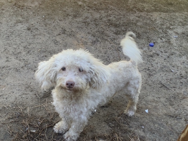 Yorkshire Terrier – Bentley need a new home – Warrenville