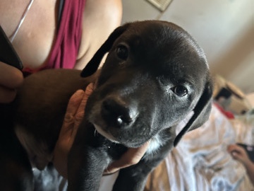 Doberman Pinscher – Doberman & Pitbull