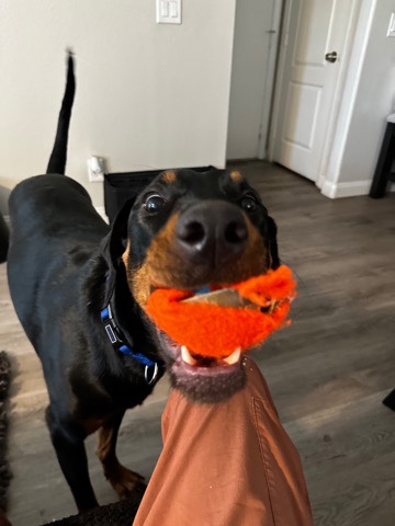 Doberman Pinscher – Dobermen needs new home