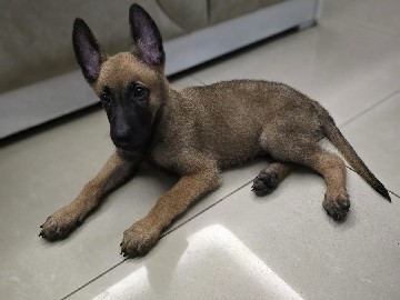 Belgian Shepherd Dog (Malinois) – 3 months old Belgian Malinois – Ghaziabad