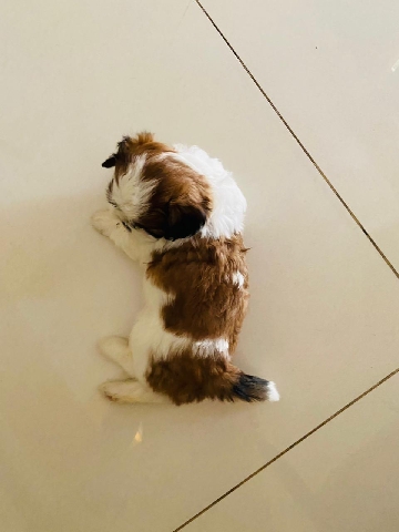 Shih Tzu – want to sell our puppy for best price