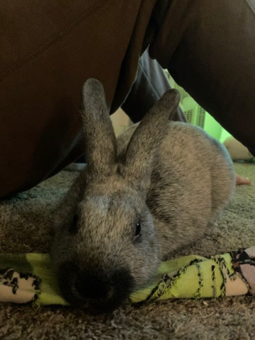 Bunny for Sale