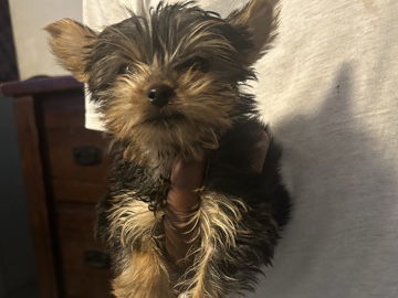 Yorkie