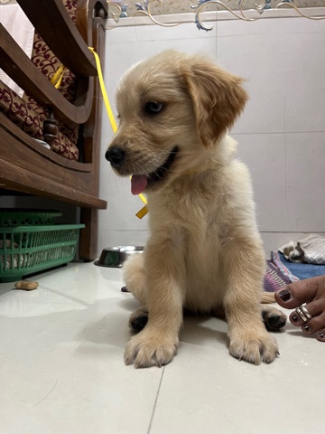 Golden Retriever – Golden Retriever good health condition