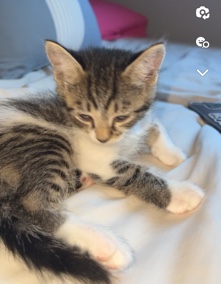 kitty