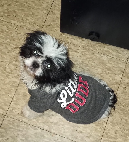 Shih Tzu – Dog