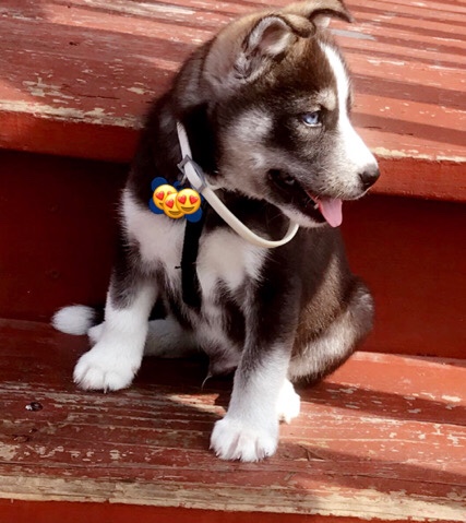Siberian Husky – Siberian Husky puppy