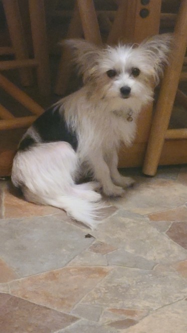 Morkie for Sale