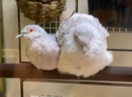 Dove – 4 Birds with bird cage