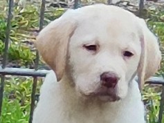 Labrador Retriever - wunderschöne Labrador Welpen ab sofort abzugeben  available for adoption in Magdeburg