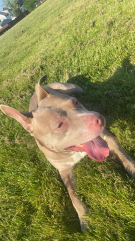 American Pit Bull Terrier – red nose pitbull