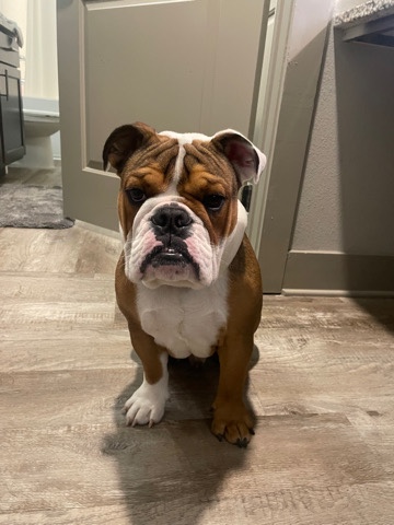 English Bulldog