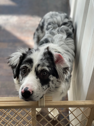 Australian shepherd
