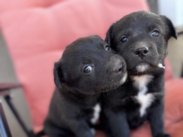 Basque Shepherd Dog – Shepard/Lab Puppies – Sunrise Manor