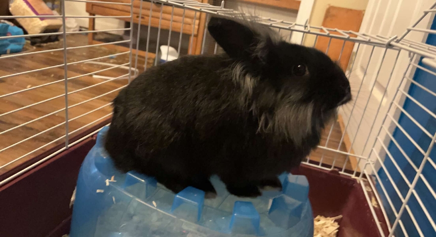 rabbit