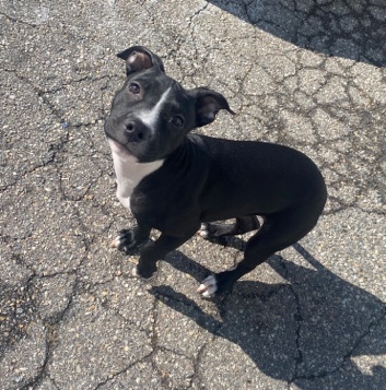American Staffordshire Terrier – Mulatto