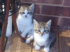 European Shorthair – 2 female kittens for sale – Berkshire