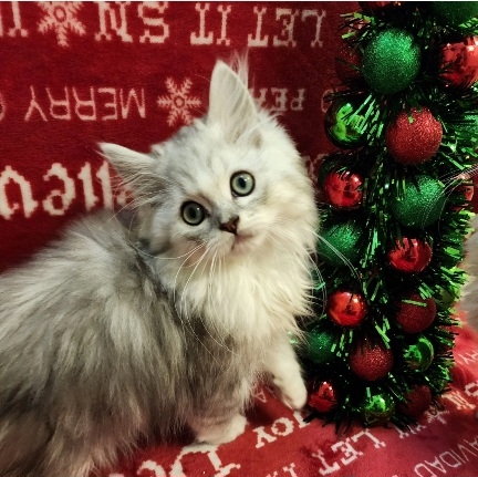 Ragdoll – ragdolls and ragmuffins