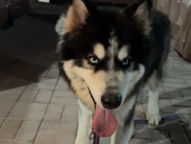 Alaskan Malamute – Male Husky Malamute for Sale. – Sharjah