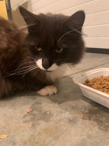 Male Cat
