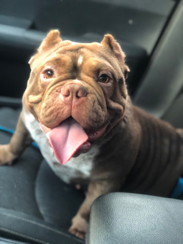 American Pit Bull Terrier – adult female for sale