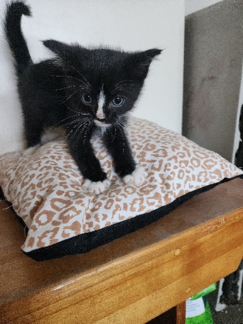 Friendly Black Kittens