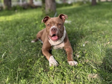 ๐พ Cookie is looking for a loving home ๐ก โ Baraboo