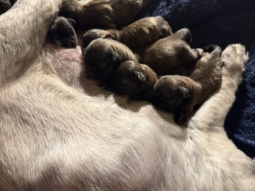 Shih Tzu – SHIH TZU PUPPIES 🐶 – Houston